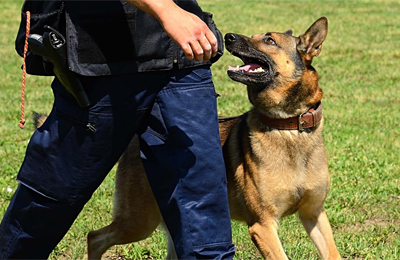 K9 Detection Services 